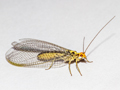 Nothochrysa fulviceps